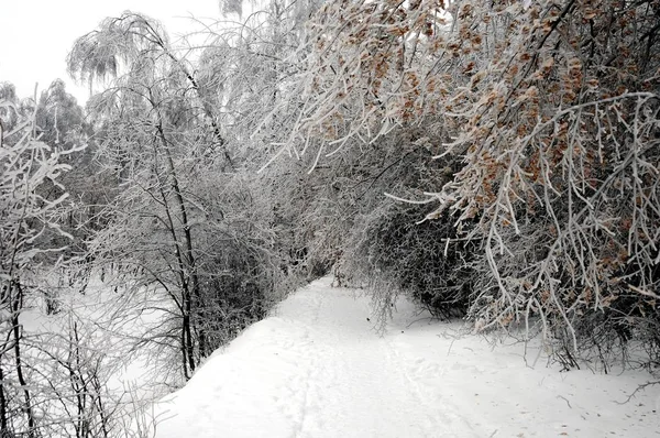 Invierno Mágico Rusia — Foto de Stock