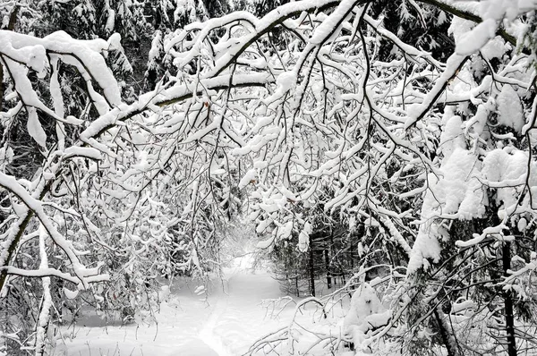 Invierno Mágico Rusia — Foto de Stock