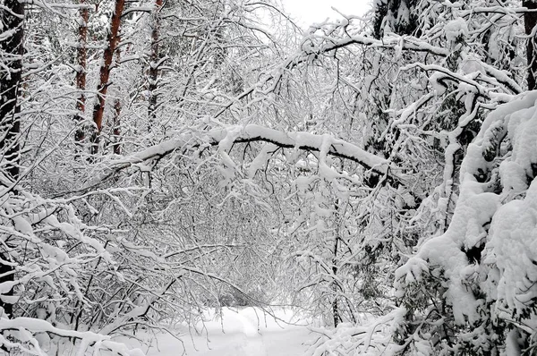 Invierno Mágico Rusia —  Fotos de Stock