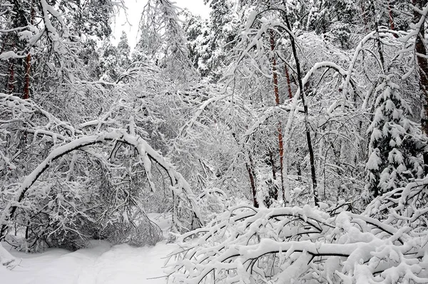 Invierno Mágico Rusia — Foto de Stock