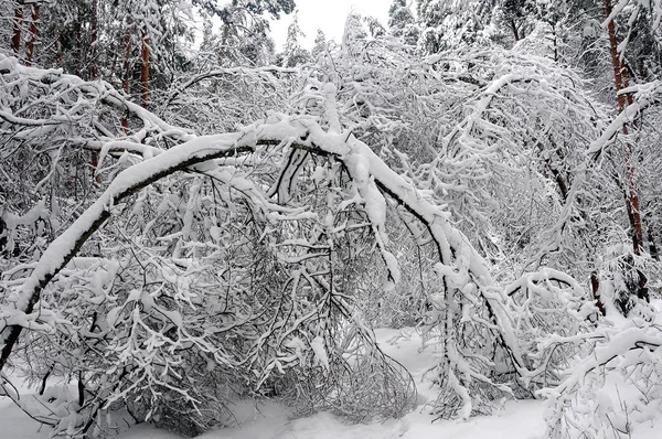 Invierno Mágico Rusia —  Fotos de Stock