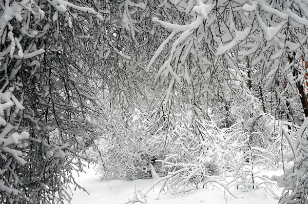 Invierno Mágico Rusia — Foto de Stock