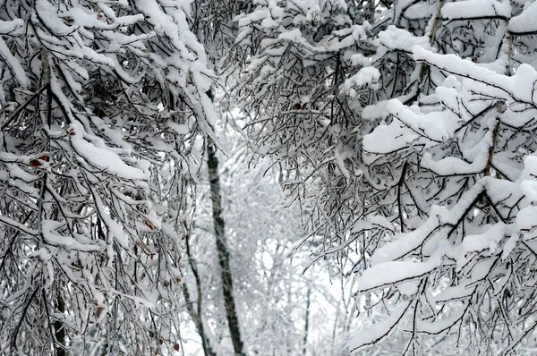 Inverno Magico Russia — Foto Stock