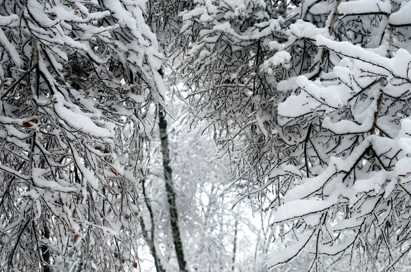 Magiska Vintern Ryssland — Stockfoto