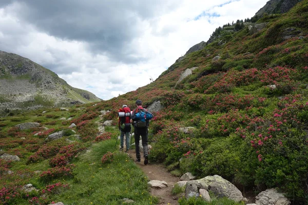 Bergskedjan Lagorai Östra Alperna Trentino Italien — Stockfoto