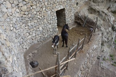 İtalya 'nın Amalfi kıyısındaki Tanrıların Yolu' ndaki Eşekler