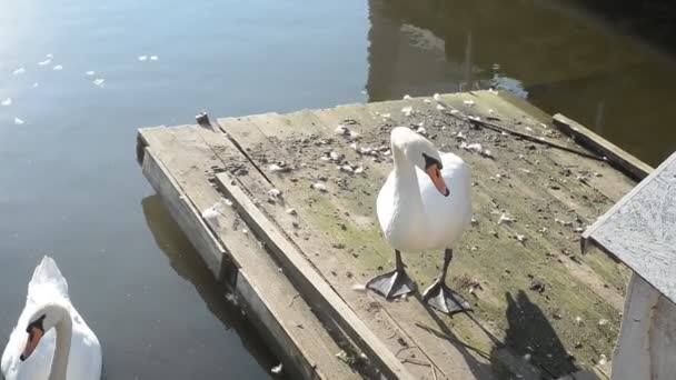 白の池を白鳥します — ストック動画