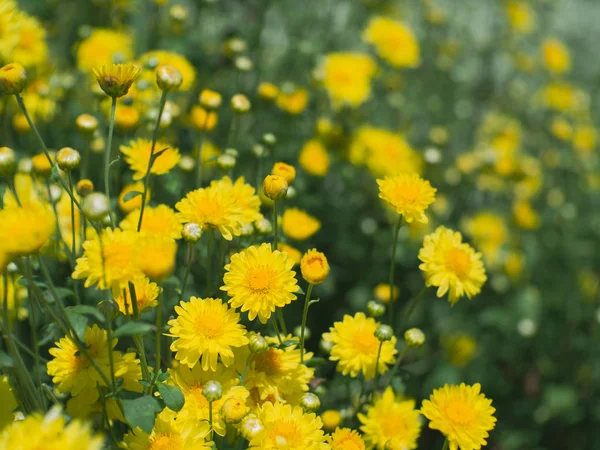 Kuzeyinde Tayland Tayland kasımpatı çiçekleri