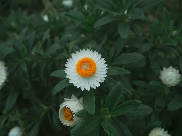 Some Flowers Thailand — Stock Photo, Image