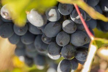 Üzüm bağları ile demet Olgun üzüm şarap