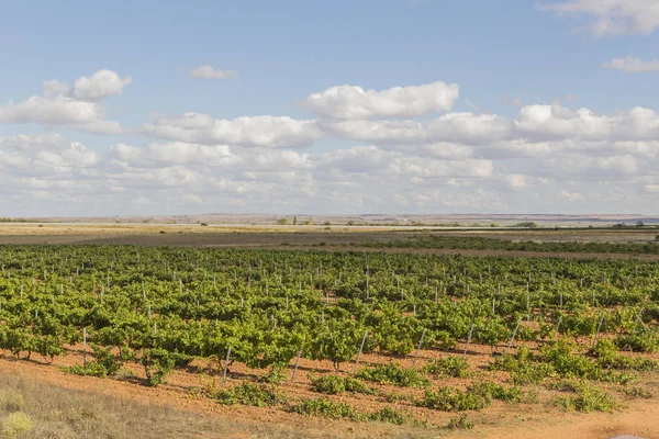 Vineyards Bunches Ripe Grapes Wine — Stock Photo, Image