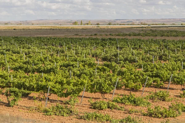 Vineyards Bunches Ripe Grapes Wine — Stock Photo, Image