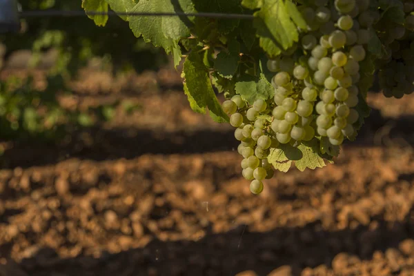 Vineyards Bunches Ripe Grapes Wine — Stock Photo, Image