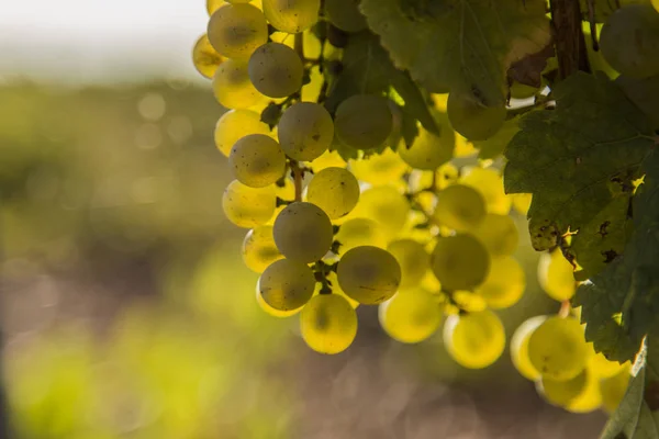 Vineyards Bunches Ripe Grapes Wine — Stock Photo, Image