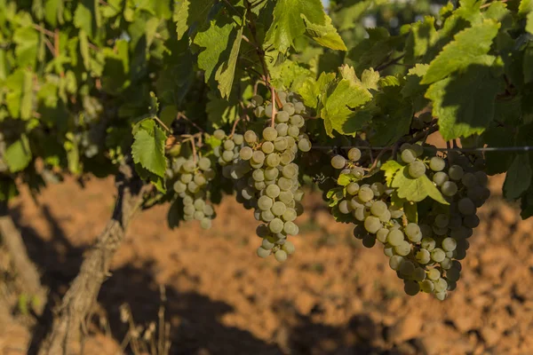 Vineyards Bunches Ripe Grapes Wine — Stock Photo, Image