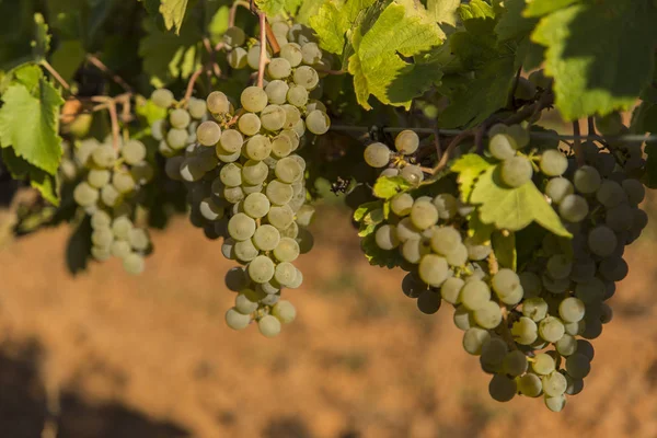 Wijngaarden Met Trossen Van Rijpe Druiven Voor Wijn — Stockfoto