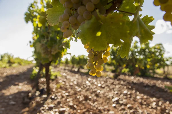 Vineyards Bunches Ripe Grapes Wine — Stock Photo, Image