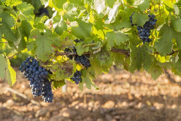 Vineyards Bunches Ripe Grapes Wine — Stock Photo, Image