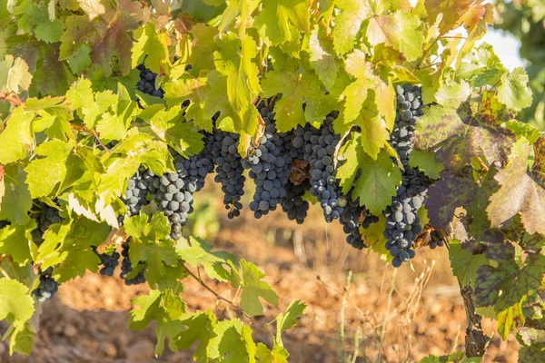 Wijngaarden Met Trossen Van Rijpe Druiven Voor Wijn — Stockfoto