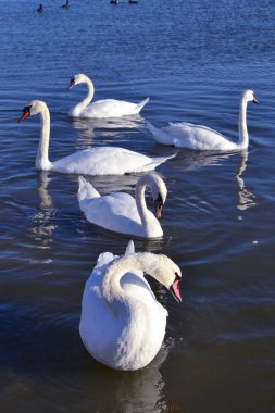 birkaç beyaz kuğular gölde yüzmek 