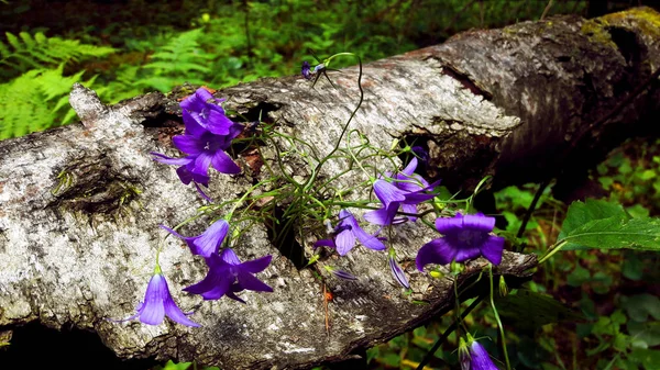 purple small flowers grow on the tree through the bark