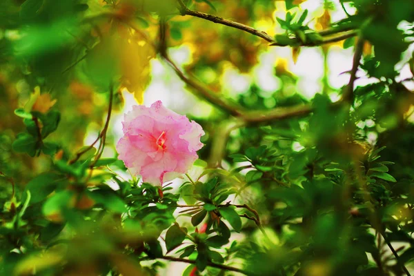 Маленький Розовый Цветок Растет Ветке Среди Листьев — стоковое фото
