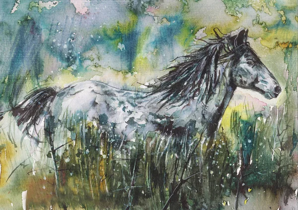 Étalon Gris Aquarelle Peinture — Photo