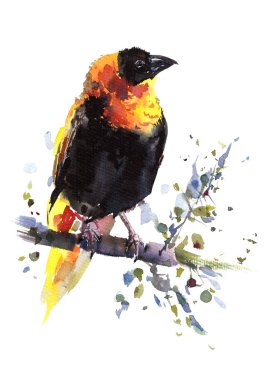 Red bishop bird. Watercolor illustration made by me, artist Veronika Zaretskaya clipart