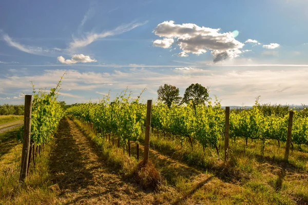 Prachtige Wijngaard Een Zonnige Lentedag Met Blauwe Lucht Peccioli Valdera — Stockfoto