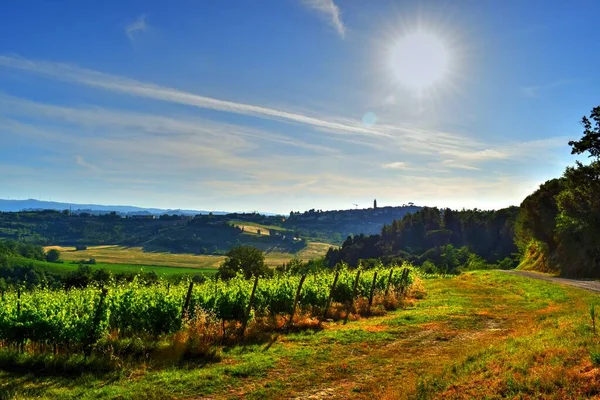 Beautiful Vineyard Sunny Spring Day Blue Sky Peccioli Valdera Tuscany — Stock Photo, Image