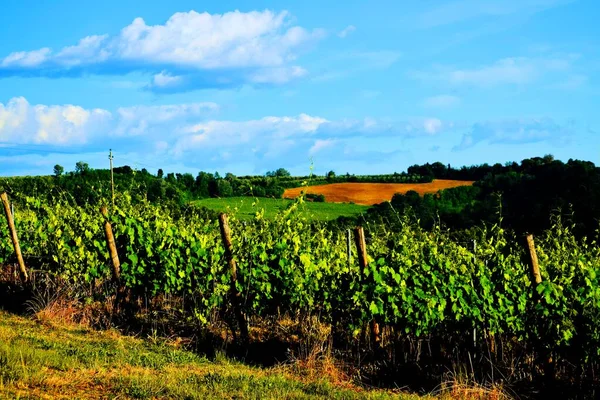 Hermoso Viñedo Soleado Día Primavera Con Cielo Azul Peccioli Valdera —  Fotos de Stock