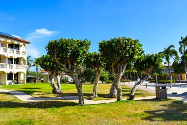 Palmiye ağaçları, beyaz plaj şemsiyeleri ve güneşli bir günde birkaç bulutla Aruba 'nın doğu yakasındaki Eagle Beach' in romantik Bucuti & Tara Resort 'unun nefes kesici manzarası.
