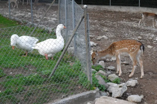 Animals Natural Park Geneva Switzerland Geneva Famous His Park Animals — Stock Photo, Image