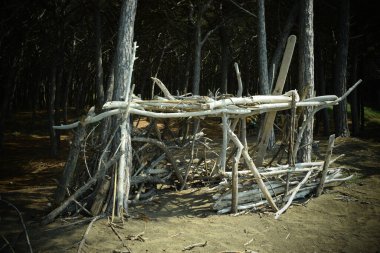 Ahşap yapım, çam ağaçları ve deniz kenarındaki çam ağaçları, Marina di Cecina sahili ve denizi, Maremma, Toskana, İtalya, Avrupa