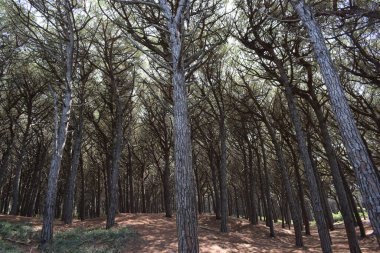 Sahildeki çam ağaçları ve çam ağaçları, Marina di Cecina 'nın plajı ve denizi, Maremma, Toskana, İtalya, Avrupa