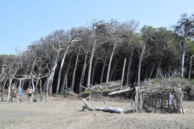 Sahildeki çam ağaçları ve çam ağaçları, Marina di Cecina 'nın plajı ve denizi, Maremma, Toskana, İtalya, Avrupa