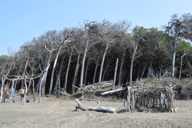 Sahildeki çam ağaçları ve çam ağaçları, Marina di Cecina 'nın plajı ve denizi, Maremma, Toskana, İtalya, Avrupa