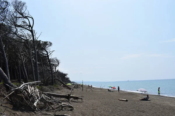 Sahildeki Çam Ağaçları Çam Ağaçları Marina Cecina Nın Plajı Denizi — Stok fotoğraf