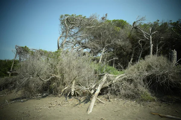 Drzewa Sosnowe Las Sosnowy Nad Morzem Plaża Morze Marina Cecina — Zdjęcie stockowe