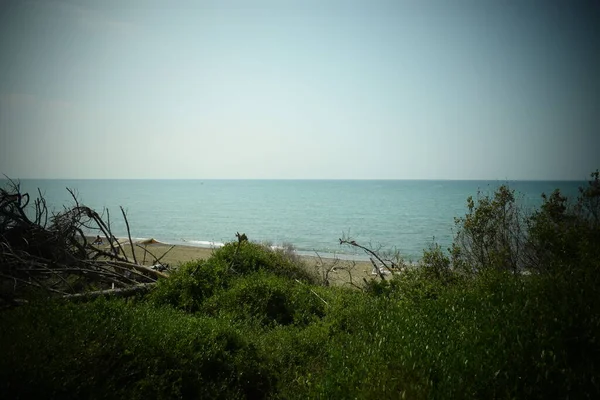 海沿いの松林と松林 マリーナ セチーナのビーチと海 マレーマ トスカーナ州 イタリア ヨーロッパ — ストック写真