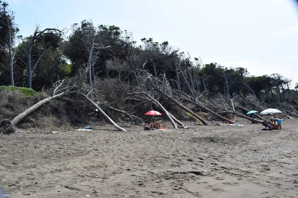 意大利托斯卡纳Maremma海滨 海滩和Marina Cecina海的松树和松林 — 图库照片