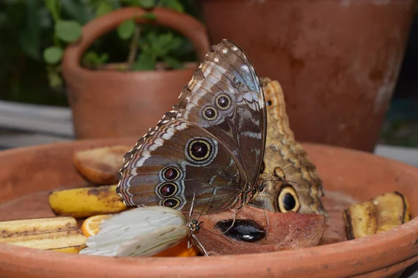 Papillon Coloré Avec Belles Couleurs Dans Ferme Aux Papillons Palm — Photo