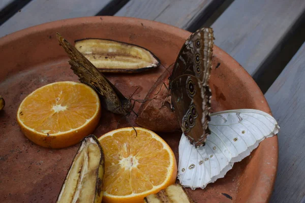 Papillon Coloré Avec Belles Couleurs Dans Ferme Aux Papillons Palm — Photo