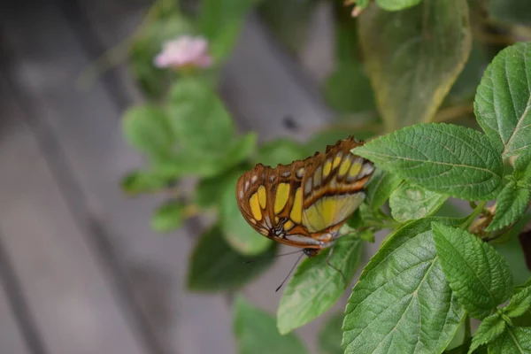 Papillon Coloré Avec Belles Couleurs Dans Ferme Aux Papillons Palm — Photo