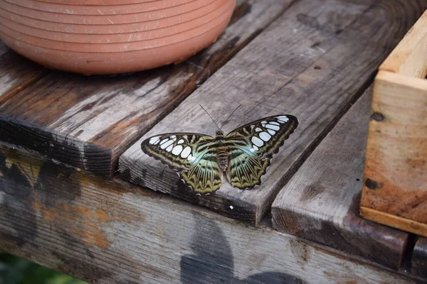 Papillon Coloré Avec Belles Couleurs Dans Ferme Aux Papillons Palm — Photo