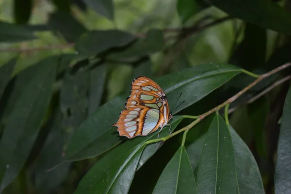 Barevný Motýl Krásnými Barvami Motýlí Farmě Palm Beach Aruba Slavném — Stock fotografie