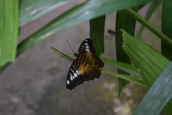 Borboleta Colorida Com Belas Cores Fazenda Borboleta Palm Beach Aruba — Fotografia de Stock