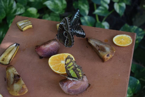 Papillon Coloré Avec Belles Couleurs Dans Ferme Aux Papillons Palm — Photo