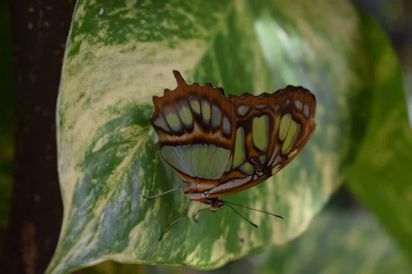 Borboleta Colorida Com Belas Cores Fazenda Borboleta Palm Beach Aruba — Fotografia de Stock