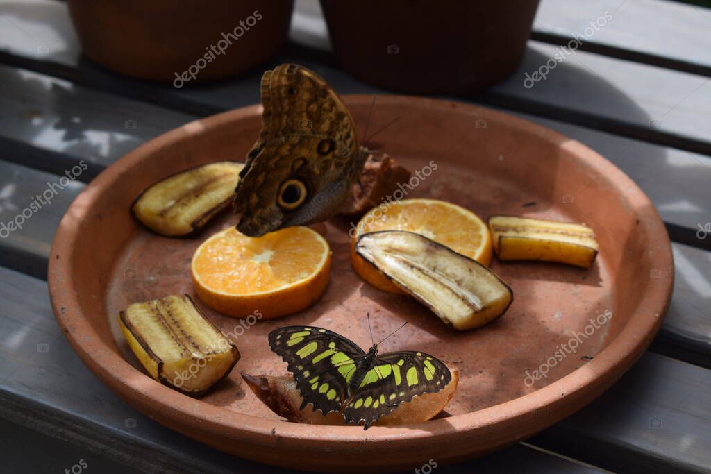 Mariposa colorida con hermosos colores en la granja de mariposas en